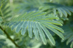 Elephant Ear Tree Leaves