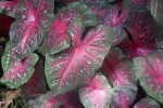 Elephant Ear with Dark Pink and Green, Speckled Leaves