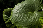 Elephant Ear