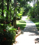 Elephant Ears Along Path