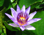 Water Lily