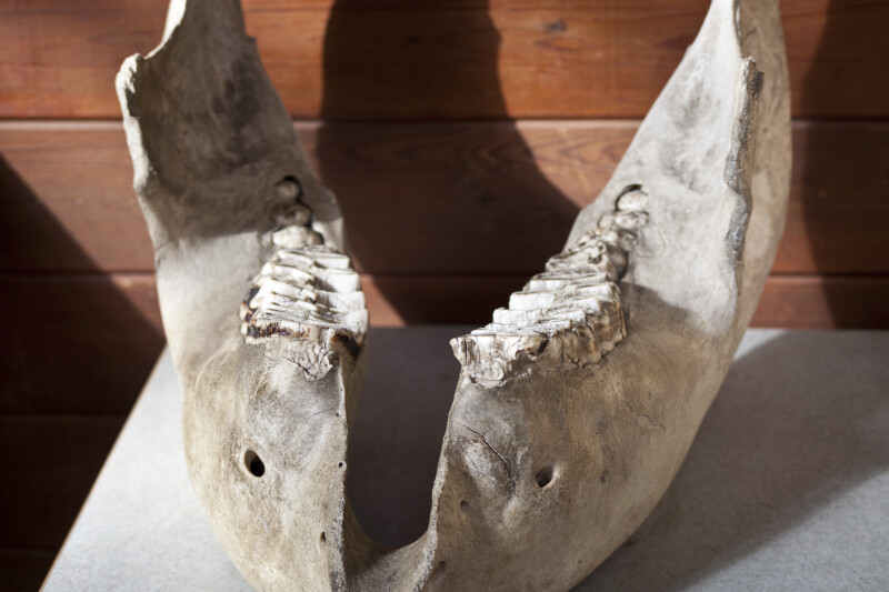 Elephant Jawbone