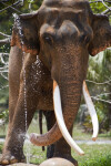 Elephant Playing