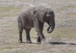 Elephant Walking