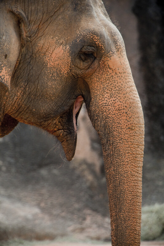 Elephant Yawning