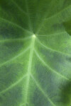 Elephant's Ear Leaf