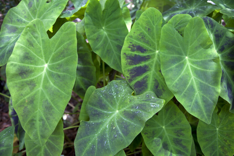 Elephant's Ear Leaves of Different Shades