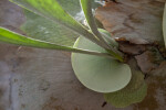 Elkhorn Fern Fronds