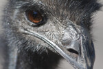 Emu Close-Up