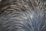 Emu Feathers