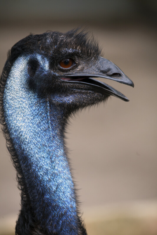 Emu Side View