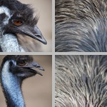 Emus photographs