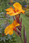 "En Avant" Canna Lily Flowers