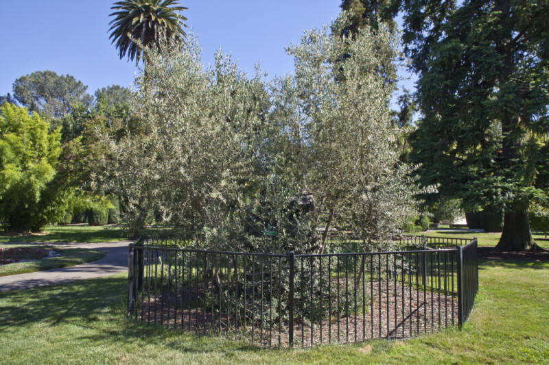 Enclosed European Olive Tree at Capitol Park in Sacramento