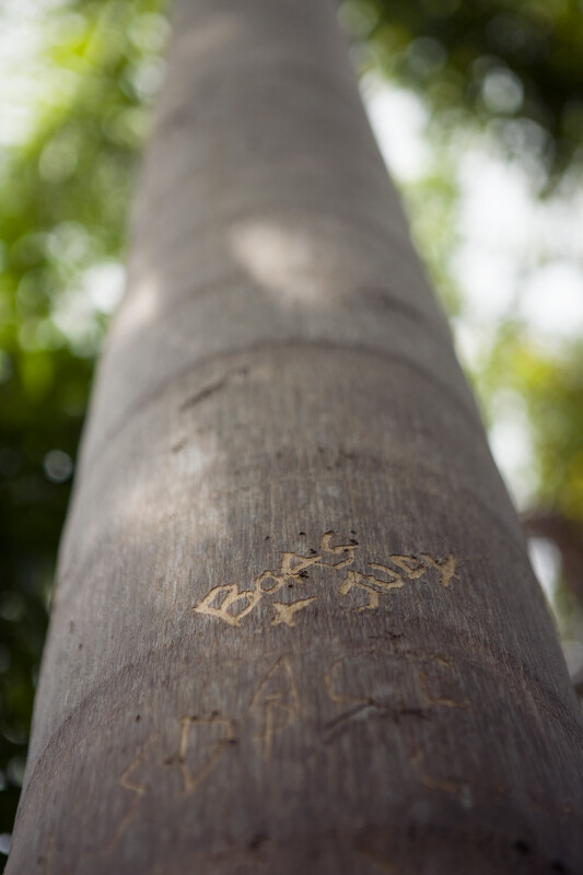 Engraving on Palm Tree at Gumbo Limbo Trail