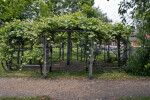 Entrance of Wooden Trellis Supporting Growth of Grape Vines