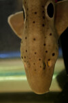 Epaulette Shark Detail