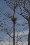 Epiphyte in a Cypress Tree