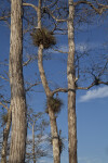 Epiphytic Plants in Cypress Trees