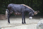 Equus asinus asinus