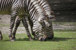Equus zebra hartmannae Foraging
