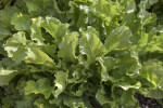 Escarole Leaves