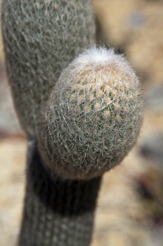 Espostoa nana (Cactus)
