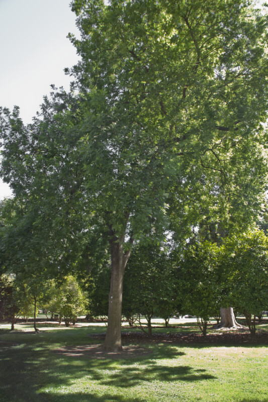 Eucalyptus Tree at Capitol Park in Sacramento
