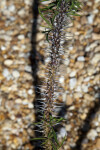 Euphorbia capuronii Thorns