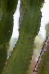 Euphorbia erythrea Spines
