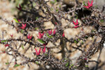 Euphorbia erythrocucullata Branches