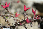 Euphorbia erythrocucullata