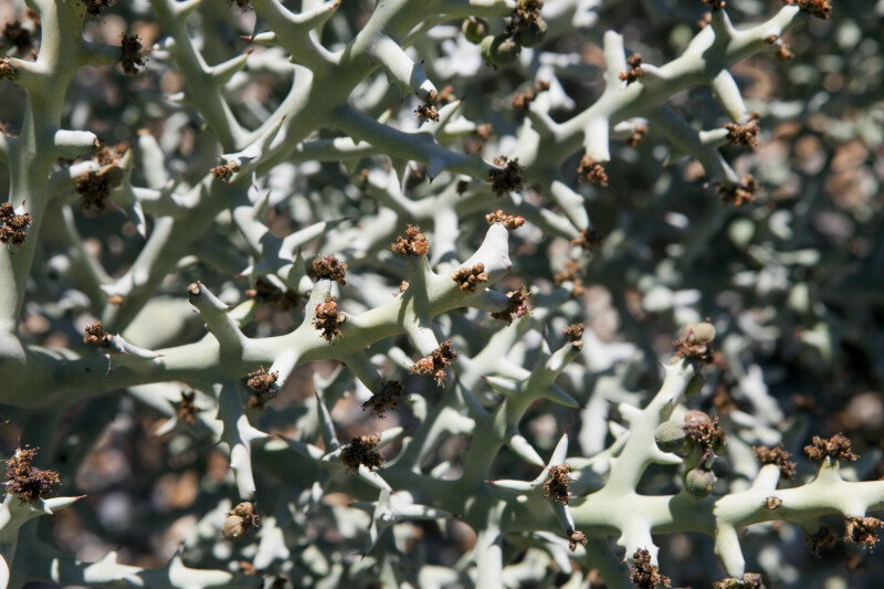 Euphorbia perrieri Branches