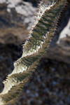 Euphorbia perrieri Trunk