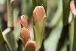 Euphorbia xylophylloides Leaf Close-Up