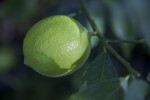 Eureka Lemon