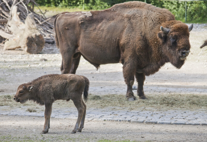 European Bison Adult and Calf