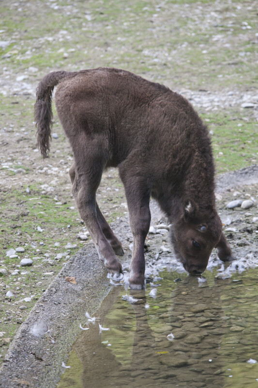 European Bison Calf Drinking Water