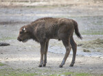 European Bison Calf