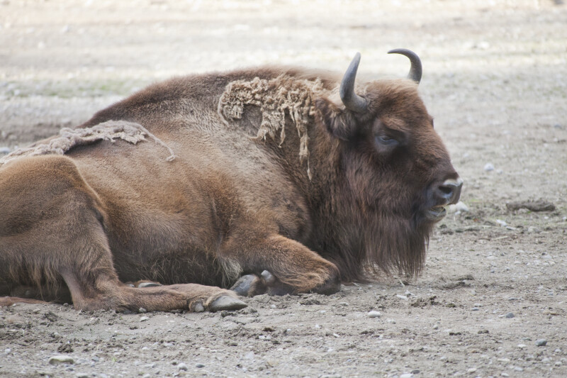 European Bison Resting