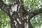European White Birch Bark