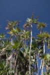 Everglades Palms at Nine Mile Pond