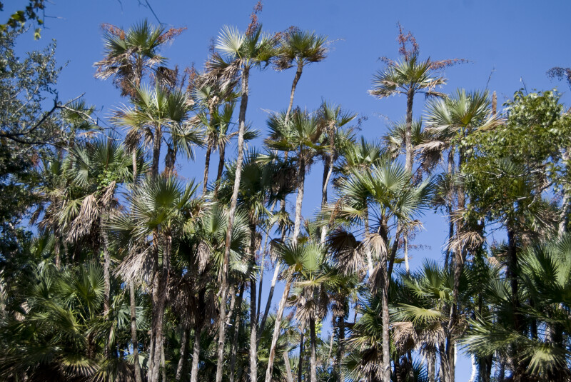 Everglades Palms