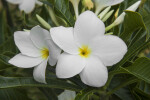 Evergreen Plumeria Flowers and Leaves