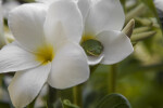 Evergreen Plumeria Flowers with Toad