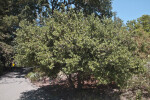 Evie's Silk-Tassel Bush near a Sidewalk at the UC Davis Arboretum