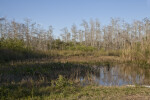 Example of a Wetland at the Big Cypress National Preserve