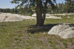 Exposed Granite at Tuolumne Meadows