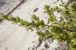 Extended Branch of Bay-Cedar with Clustered Green Leaves