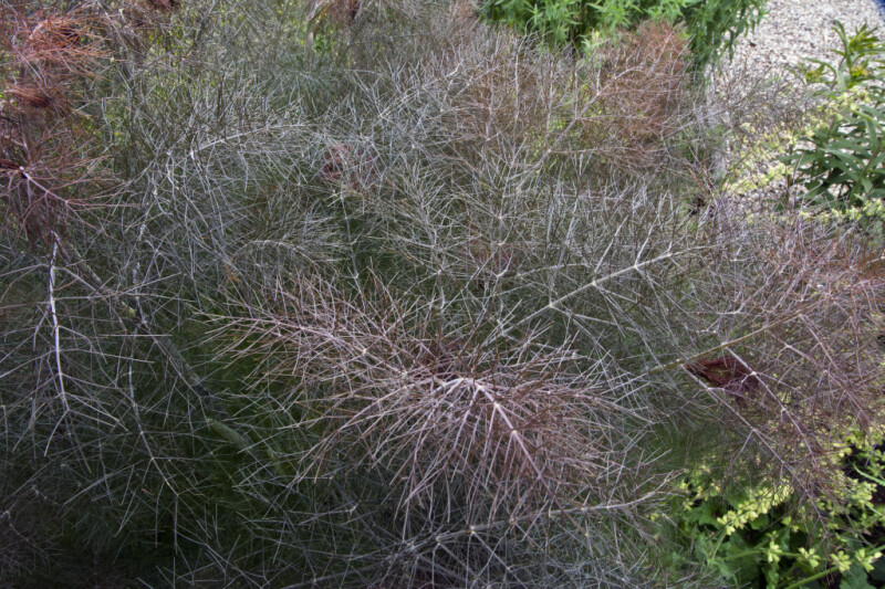 Extensions of a Bronze Fennel Plant